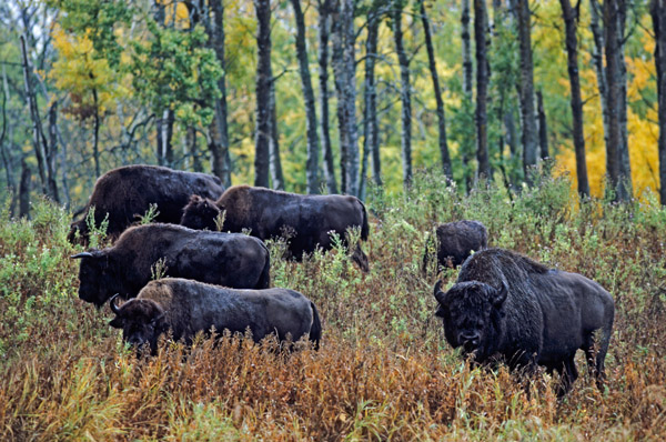 Amerikanischer Bisonbulle, Bisonkuehe & Kalb stehen auf einer Waldlichtung - (Indianerbueffel - Bueffel), Bison bison - Bison bison (bison), American Bison bull, cows & calf standing in a forest glade - (American Buffalo - Plains Bison)