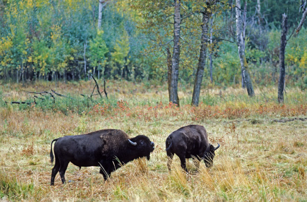 Amerikanischer Bisonbulle steht flehmend hinter einer Bisonkuh - (Indianerbueffel - Bueffel), Bison bison - Bison bison (bison), American Bison bull scenting behind a Bison cow - (American Buffalo - Plains Bison)