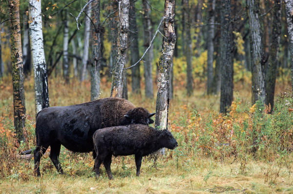 Amerikanische Bisonkuh & Bisonkalb stehen am Waldrand - (Indianerbueffel - Bueffel), Bison bison - Bison bison (bison), American Bison cow & calf standing in front of a forest - (American Buffalo - Plains Bison)