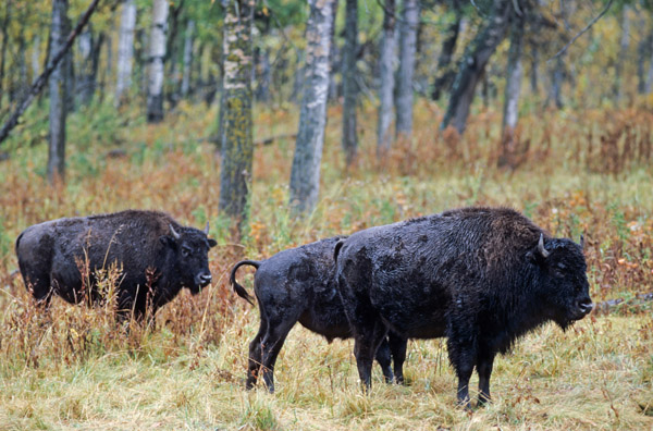 Amerikanische Bisonkuehe & Bisonkalb stehen am Waldrand - (Indianerbueffel - Bueffel), Bison bison - Bison bison (bison), American Bison cowe & calf standing in front of a forest - (American Buffalo - Plains Bison)