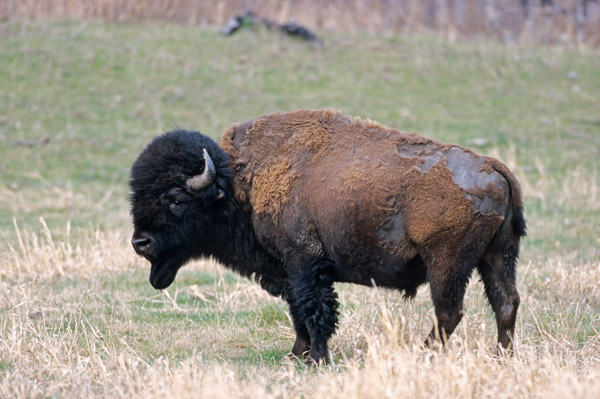 Amerikanischer Bisonbulle wandert durch die Praerie - (Indianerbueffel - Praeriebison), Bison bison - Bison bison (bison), American Bison bull crossing the prairie - (American Buffalo - Plains Bison)