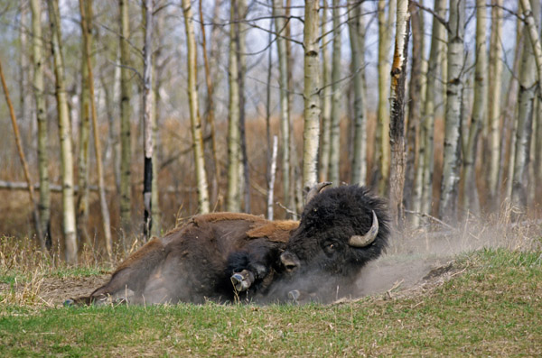 Amerikanischer Bisonbulle nimmt ein Sandbad - (Indianerbueffel - Praeriebison), Bison bison - Bison bison (bison), American Bison bull taking a sand bath - (American Buffalo - Plains Bison)