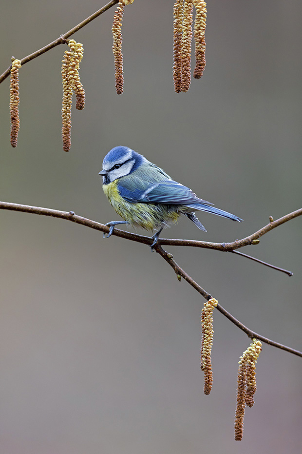 Blaumeise - Altvogel, Cyanistes caeruleus, Eurasian blue tit - adult bird
