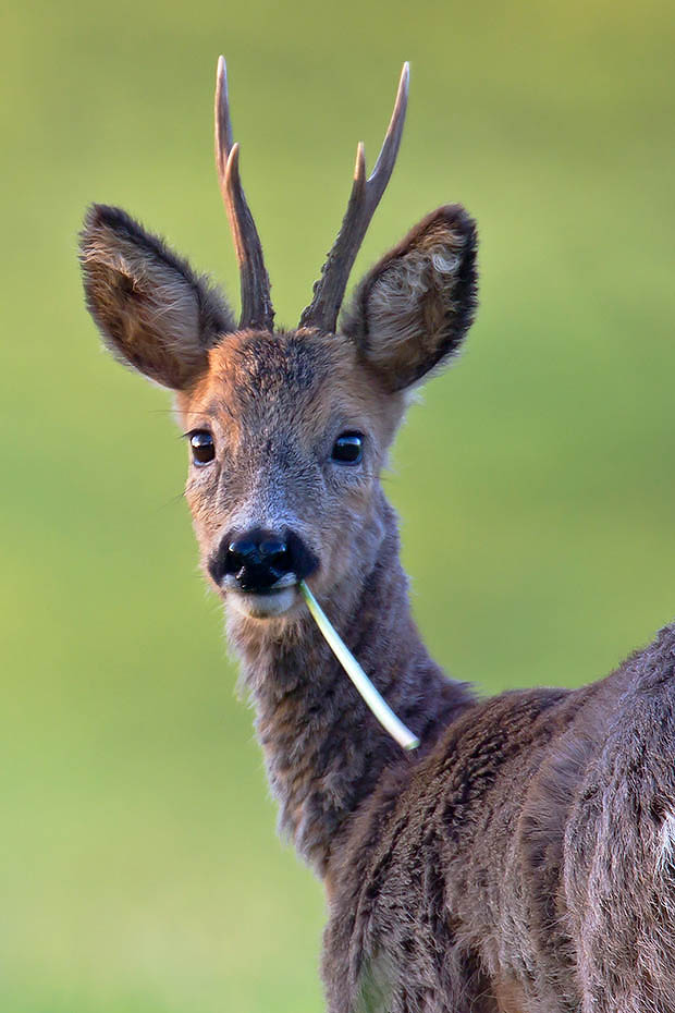 Rehbock  52 - Ein junger Bock, Capreolus capreolus, Roebuck  52 - A young male Roe Deer