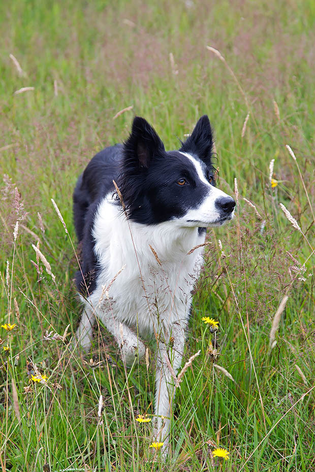 Border Collie, die Ohren koennen aufrecht stehen oder komplett herab haengen, Canis lupus familiaris, Border Collie, the ears are variable, some have fully erected ears or fully dropped ears