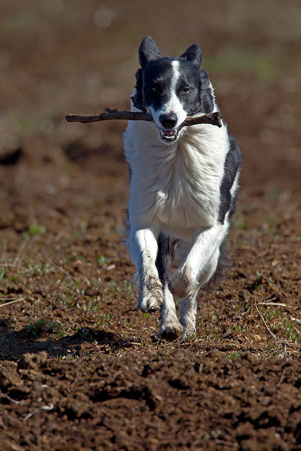 Border Collie ist eine aktiv selbststaendig arbeitende Huetehundrasse, Canis lupus familiaris, Border Collie is a working and herding dog breed