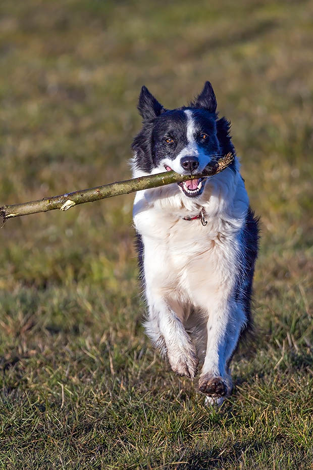 Border Collie wird oft als die intelligenteste aller Hunderassen bezeichnet, Canis lupus familiaris, Border Collie, they are often cited as the most intelligent of all domestic dogs