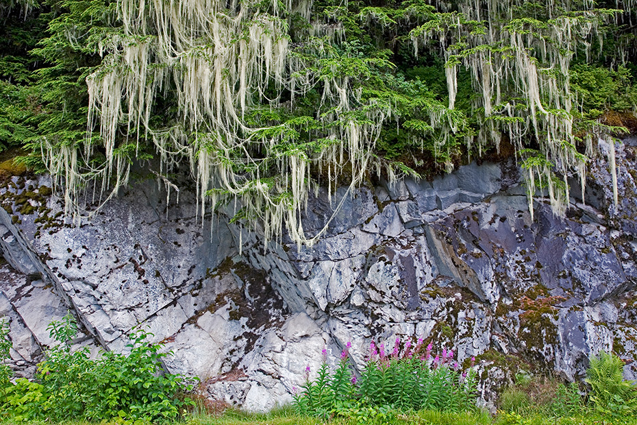 Berg-Hemlocktanne mit Bartflechten im Regenwald der kanadischen Pazifikkueste, British Columbia  -  Kanada, Montain Hemlock with beard lichen in rain forest at the Canadian Pacific coast