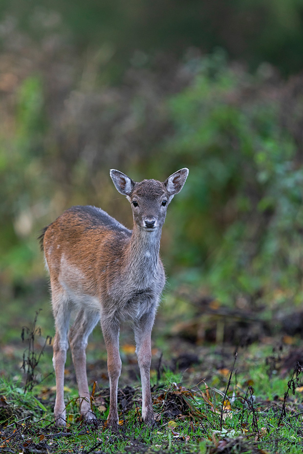 Dieses Damhirschkalb ist circa 4,5 Monate alt, Dama dama, This Fallow Deer fawn is about 4.5 months old