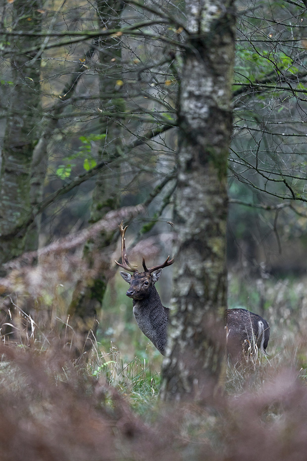 Ein Damhirsch auf dem Brunftplatz in einem Birkenbruch, Dama dama, A Fallow Deer buck on the rutting ground in a birch forest