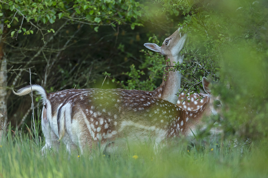 Animiert durch ein Damtier aest das gesamte Rudel Laubblaetter, Dama dama, Animated by one Fallow Deer doe browses the whole herd deciduous leaves