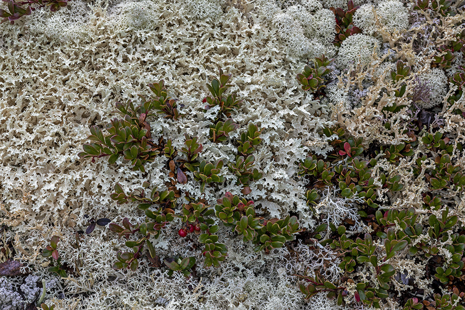 Eine Preiselbeere zwischen Schneeflechten und Rentierflechten in Norwegen, Fokstumyra Naturreservat  -  Norwegen  -  Norway, A Lingonberry among Crinkled snow lichens and Reindeer lichens in Norway