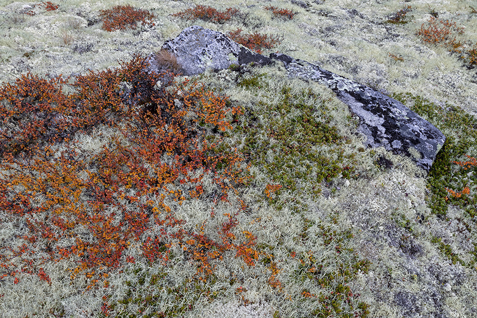 Zwerg-Birken und Flechten in der Norwegischen Tundra, Fokstumyra Naturreservat  -  Norwegen  -  Norway, Dwarf birches and lichens in the Norwegian tundra