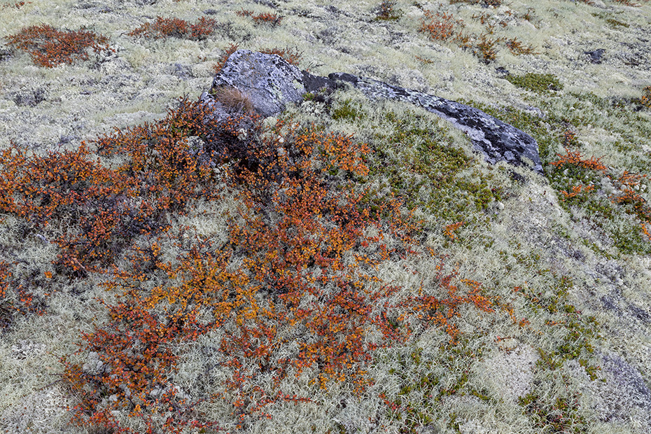 In der Skandinavischen Tundra bedecken Rentierflechten und Zwerg-Birken grosse Flaechen, Fokstumyra Naturreservat  -  Norwegen  -  Norway, In the Scandinavian tundra, Reindeer lichens and Dwarf birches cover large areas