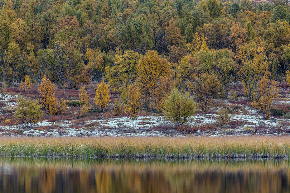 Herbstliche Tundralandschaft am Ufer eines Tundrasees, Fokstumyra Naturreservat  -  Norwegen  -  Norway, Autumnal tundra landscape on the shore of a tundra lake