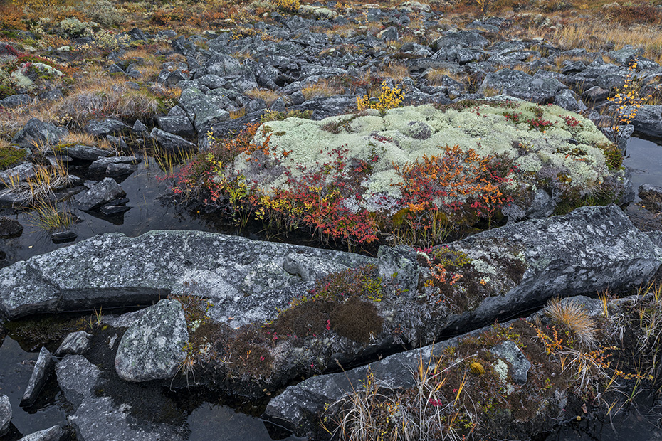 Auf einem Felsblock in der Tundra hat sich ein eigenes Biotop aus vielen Pflanzen- und Flechtenarten gebildet, Fokstumyra Naturreservat  -  Norwegen  -  Norway, On a boulder in the tundra, a biotope of its own has formed from many species of plants and lichens