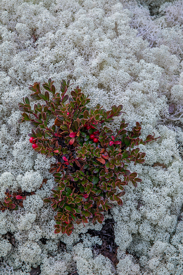 Eine Preiselbeere zwischen Rentierflechten, Fokstumyra Naturreservat  -  Norwegen  -  Norway, A Lingonberry among Reindeer lichens