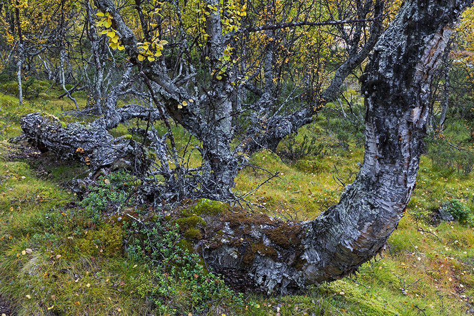 Eine alte urwuechsige Moor-Birke in Norwegen, Fokstumyra Naturreservat  -  Norwegen  -  Norway, An old unspoiled Downy birch in Norway