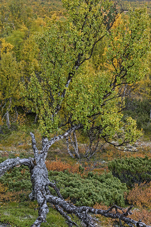 Eine alte Moor-Birke die aehnlich eine Mangrove Stelzwurzeln gebildet hat, Fokstumyra Naturreservat  -  Norwegen  -  Norway, An old Downy birch that has formed stilt roots similar to a mangrove