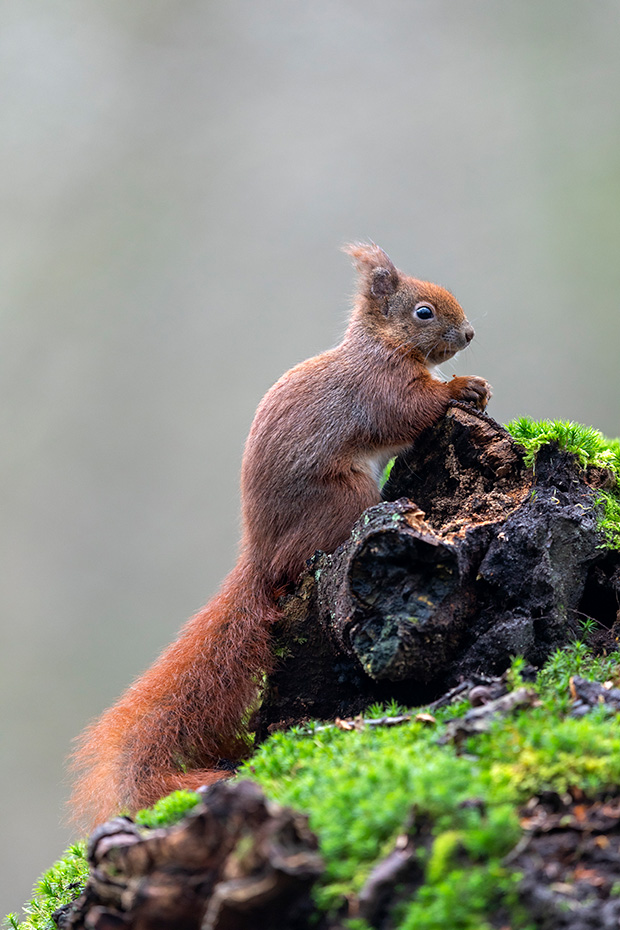 Eine Baumwurzel dient dem Eichhoernchen als Beobachtungsplatz, Sciurus vulgaris, A tree root serves as an observation place for the Red squirrel