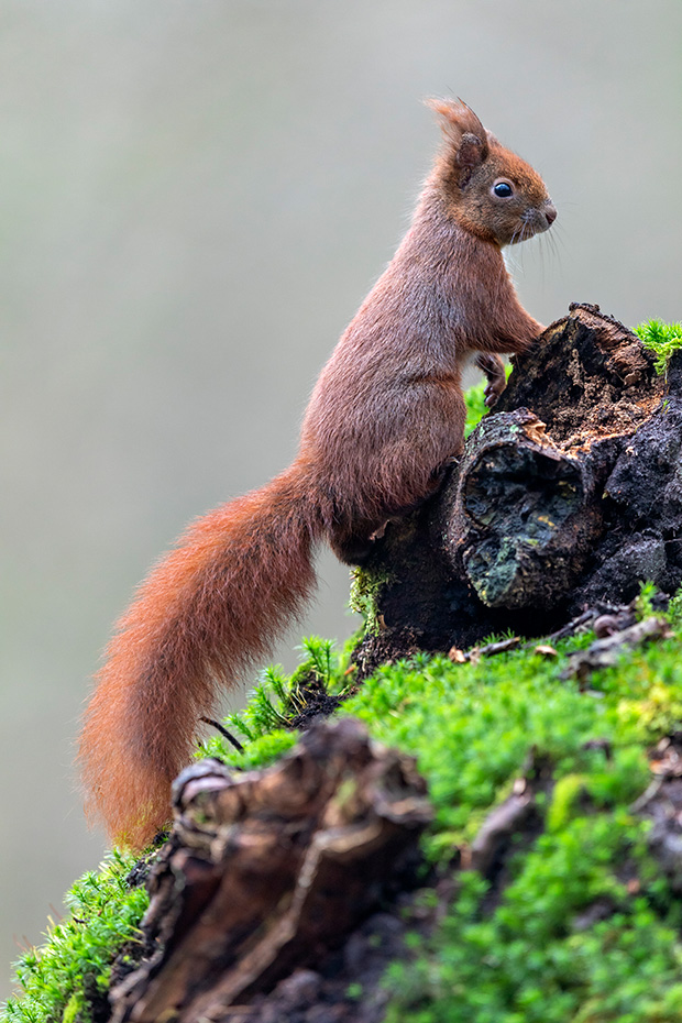 Neugierig beobachtet das Eichhoernchen einen Artgenossen, Sciurus vulgaris, The Red squirrel curiously observes a conspecific