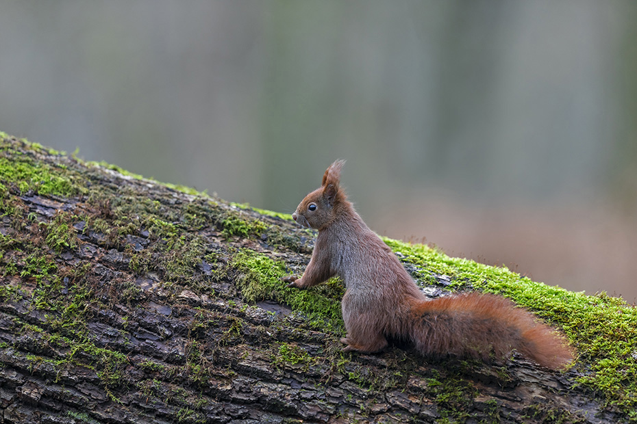 Neugierig inspiziert das Eichhoernchen einen Baumstamm, Sciurus vulgaris, The Red squirrel curiously inspects a tree trunk