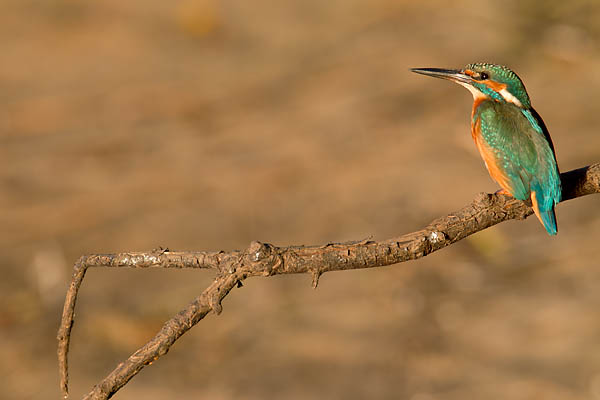 Eisvogel - (Maennchen), Alcedo atthis, River Kingfisher - (male)