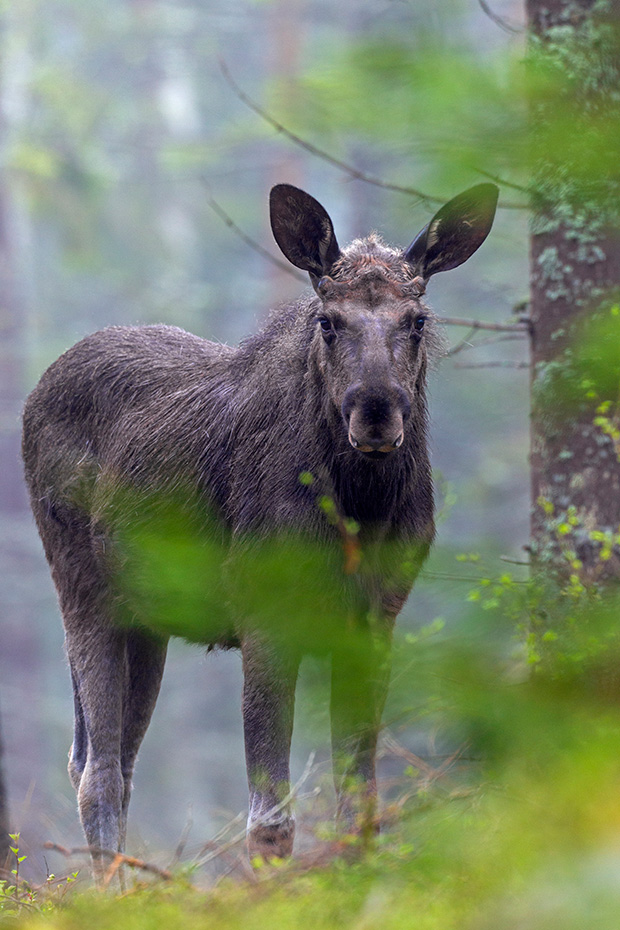 Elch, die Gewichte der Elchkuehe variieren je nach Vorkommen und Alter zwischen 200 - 490kg  -  (Foto Elchbulle mit Bastgeweih), Alces alces - Alces alces (alces), Moose, females typically weigh from 200 to 490kg  -  (Photo bull Moose with velvet-covered antlers)