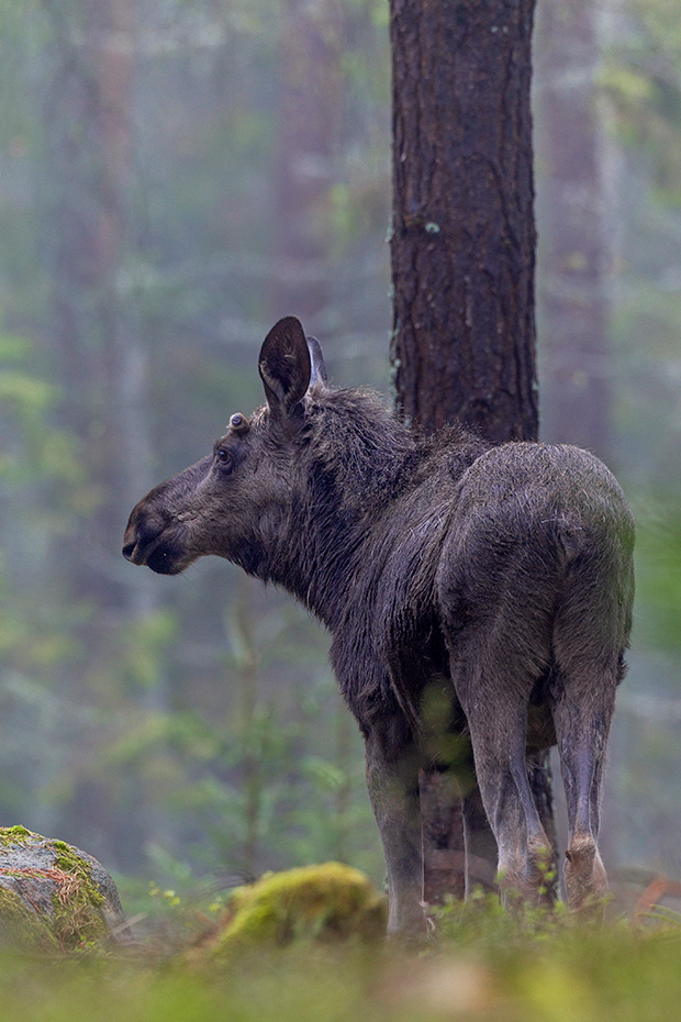 Elche koennen taeglich mehr als 32 kg Nahrung aufnehmen  -  (Foto junger Elchbulle), Alces alces - Alces alces (alces), Moose can eat up to 32 kg of food per day  -  (Photo young bull Moose)
