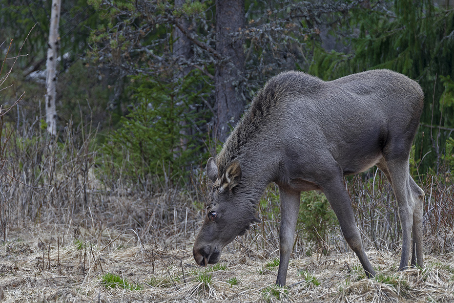 Die Tragzeit der Elchkuh betraegt 8 Monate  -  (Europaeischer Elch - Foto einjaehriges Elchkalb), Alces alces - Alces alces (alces), The cow Moose has an eight-month gestation period  -  (Eurasian Elk - Photo Moose calf 1 year of age)