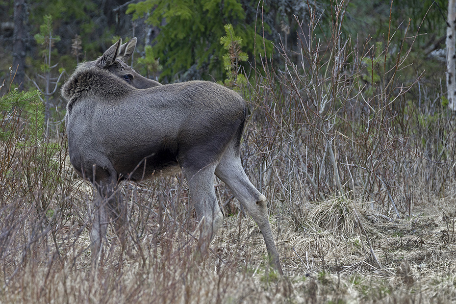 Die Elchkaelber werden im Mai oder Juni geboren  -  (Foto einjaehriges Elchkalb), Alces alces - Alces alces (alces), The Moose calves are usually born in May or June  -  (Photo Moose calf 1 year of age)