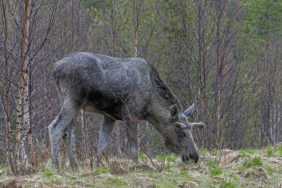 Elche werden im Britischen Englisch ELK genannt, im Amerikanischen Englisch heisst er hingegen MOOSE  -  (Foto Elchbulle mit Bastgeweih), Alces alces - Alces alces (alces), The Moose is called ELK in British English  -  (Photo bull Moose with velvet-covered antlers)