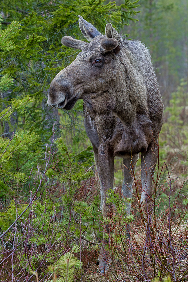 Wenn man als Fotograf, wenn auch im Auto sitzend, mit nur 158 mm Brennweite einen Elchbullen formatfuellend fotografiert ist das schon ein besonderer Moment, Alces alces, When you as a photographer, even if sitting in a car, takes pictures of a bull Moose with a focal length of only 158 mm, it is a very special moment