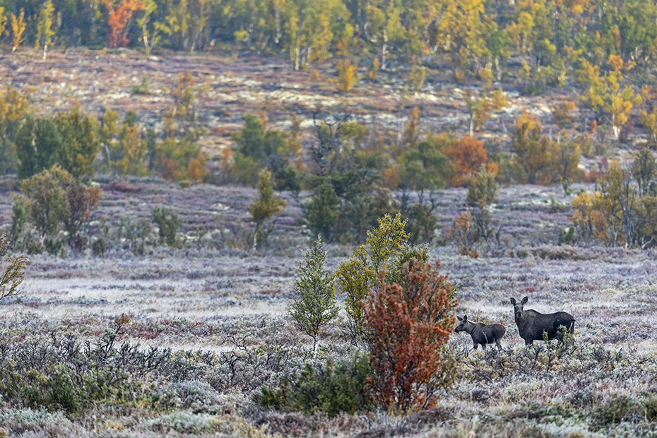 Eine Elchkuh mit Kalb in norwegischer Herbstlandschaft, Alces alces, A cow Moose with calf in a Norwegian autumn landscape