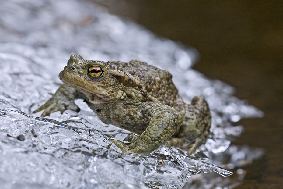 Erdkroeten sind bei Regen sehr aktiv und auch tagsueber zu beobachten  -  (Broz - Foto Erdkroete Maennchen am Laichgewaesser), Bufo bufo, Common Toad is most active in wet weather  -  (European  Toad - Photo Common Toad male on spawning water)