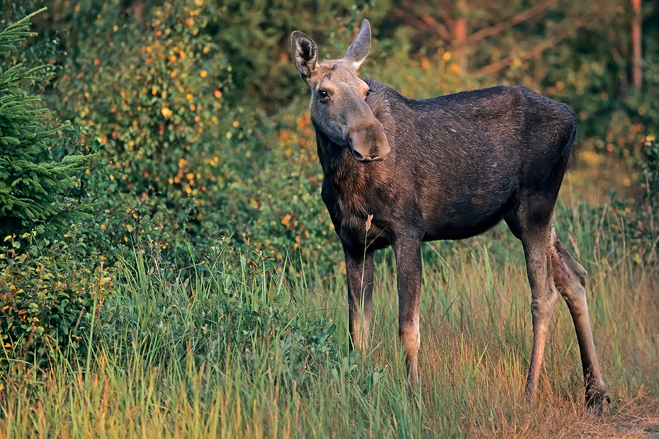 Elch, die gefaehrlichsten natuerlichen Feinde in Europe sind Woelfe und Baeren  -  (Foto Elchkuh), Alces alces - Alces alces (alces), Moose, predators in Europe are wolves and bears  -  (Photo cow Moose)