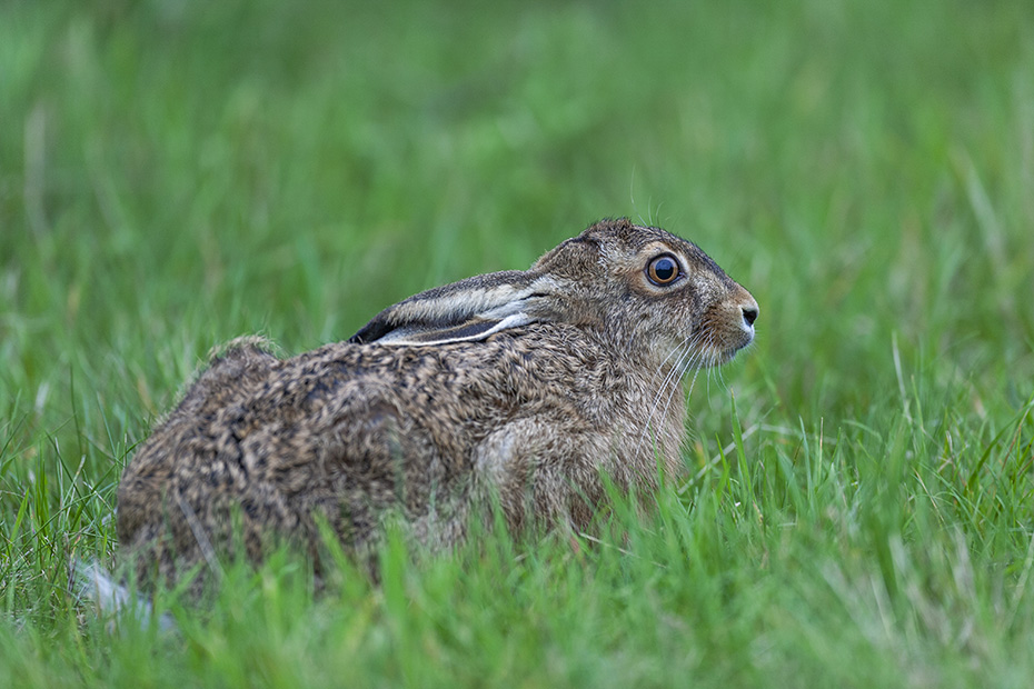 Nach Hochrechnungen lebten 2011 ungefaehr 4 Millionen Feldhasen in Deutschland  -  (Europaeischer Feldhase - Foto Feldhase auf Nahrungssuche), Lepus europaeus, According to projections, approximately 4 million European hares lived in Germany in 2011  -  (Brown hare - Photo European hare foraging)