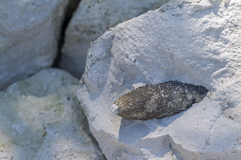 Vorderseite vom Belemnit in Kreide - (Donnerkeil), Fossilien - fossils, Front side of a belemnite in chalk