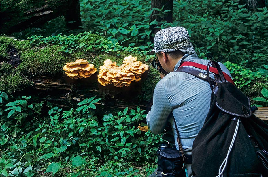 Uwe fotografiert Baumpilze, Bialowieza Nationalpark  -  Polen, Uwe photographs tree mushrooms