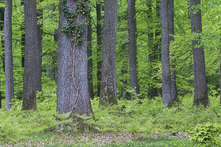 Eichenwald im Fruehling, Quercus robur, Oak forest in springtime