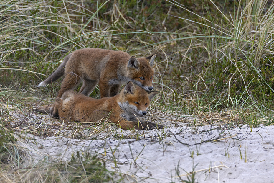 Einen Tag nach der Entdeckung verlassen zwei Rotfuchswelpen morgens um 7 Uhr den Fuchsbau, Vulpes vulpes, One day after the discovery, two Red Fox pups leave the foxs den at 7 a.m.