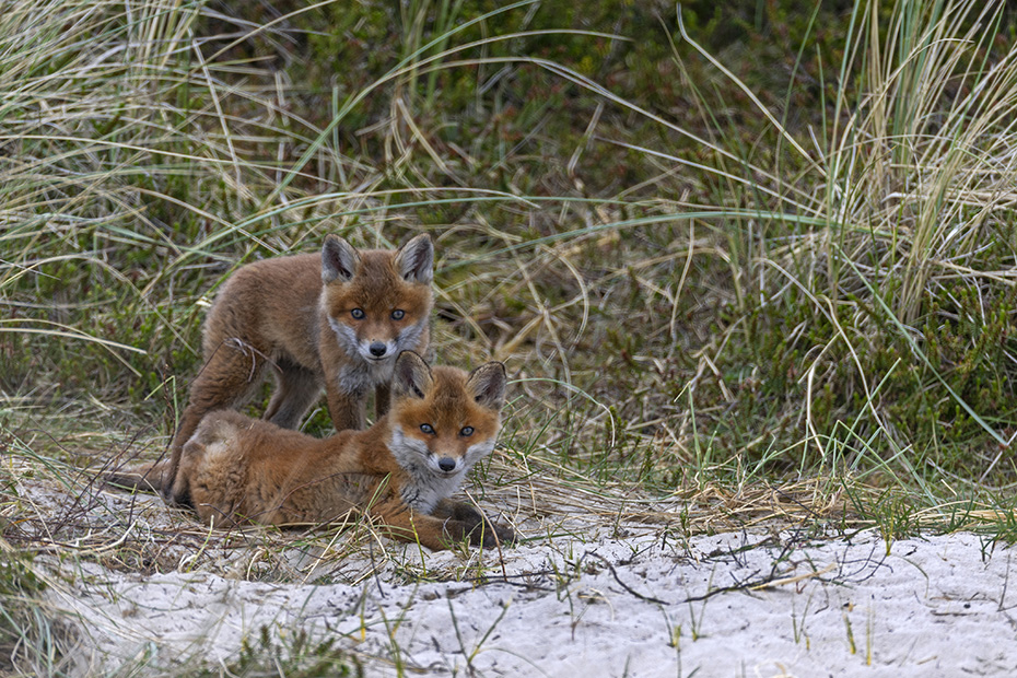 Wenige Minuten nach dem Verlassen des Fuchsbau machen die Rotfuchswelpen einen mueden Eindruck, Vulpes vulpes, A few minutes after leaving the fox den, the Red Fox pups make a tired impression