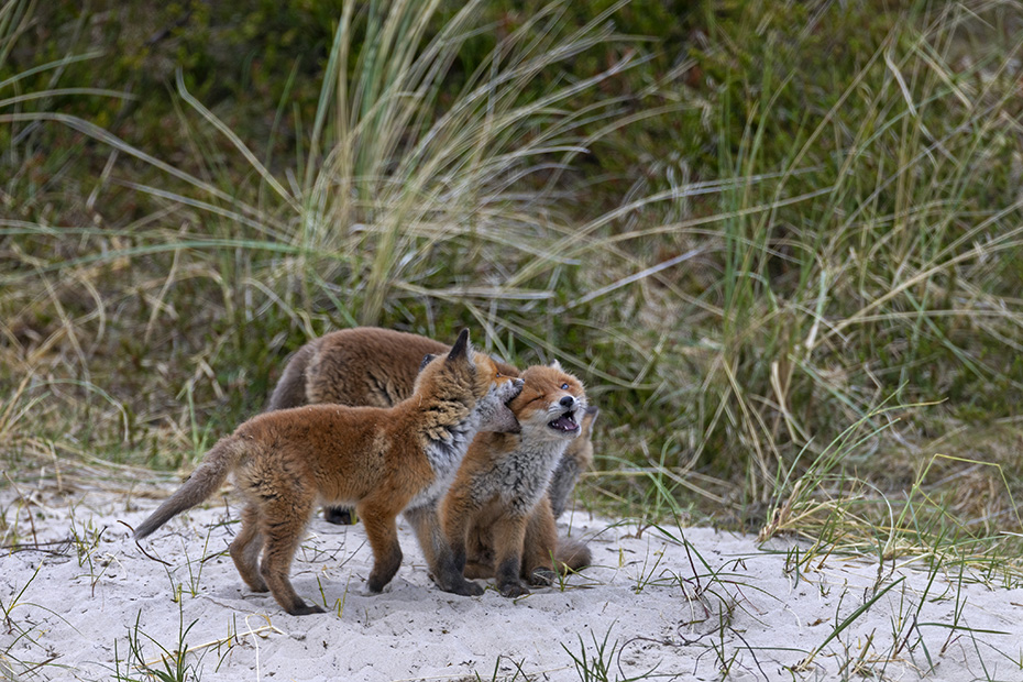 Typisch fuer Rotfuchswelpen sind die staendigen Balgereien zwischen den Geschwistern, Vulpes vulpes, Typical for Red Fox pups are the constant scuffles between the siblings