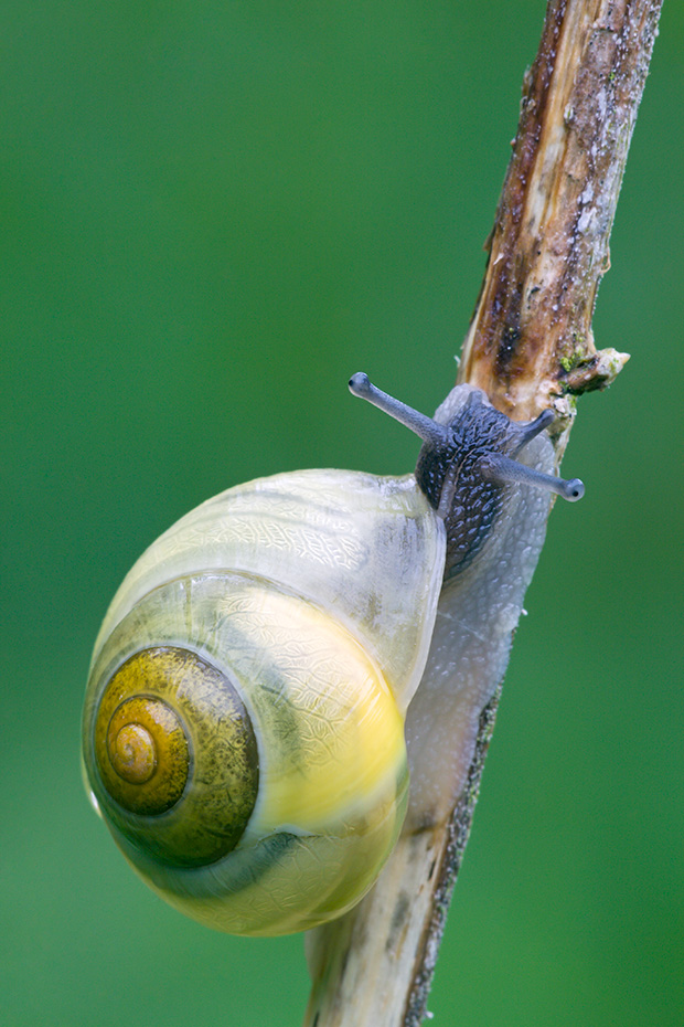 Garten-Baenderschnecken gehoeren zu den Landlungenschnecken  -  (Weissmuendige Baenderschnecke - Foto Gartenbaenderschnecke auf einem Halm), Cepaea hortensis, White-lipped Snail is a species of air-breathing land snail  -  (Garden Banded Snail - Photo White-lipped Snail on a culm)