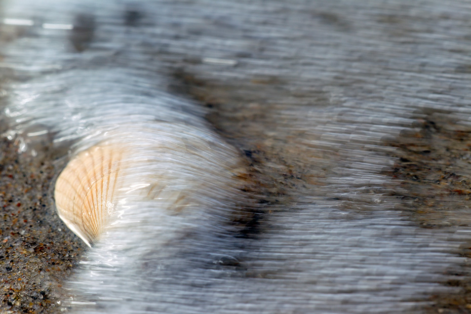 Gemeine Herzmuschel spielt in der Fischindustrie eine bedeutende wirtschaftliche Rolle  -  (Essbare Herzmuschel - Foto Muschelschale der Herzmuschel am Strand), Cerastoderma edule, Common Cockle is an important species for the fishing industries  -  (Edible Cockle - Photo Common Cockle seashell on the beach)