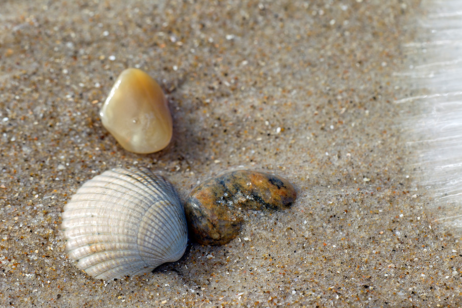 Gemeine Herzmuscheln sind essbar  -  (Essbare Herzmuschel - Foto Muschelschale einer Herzmuschel am Strand), Cerastoderma edule, Common Cockle is an edible saltwater clam  -  (Edible Cockle - Photo Common Cockle seashell on the beach)