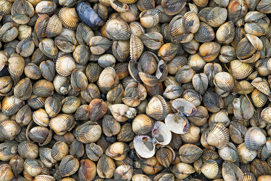 Gemeine Herzmuscheln werden in Aquakulturen gezuechtet  -  (Essbare Herzmuschel - Foto Muschelschalen am Strand), Cerastoderma edule, Common Cockle is used in aquaculture  -  (Edible Cockle - Photo seashells at the beach)