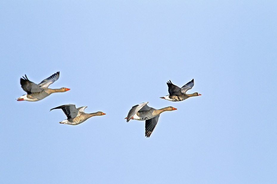 Graugaense brueten einmal im Jahr  -  (Foto Graugaense und Blaessgans im Flug), Anser anser  -  Anser albifrons, Greylag Goose, one brood each year is normal  -  (Photo Greylag Geese and Greater White-fronted Goose in flight)