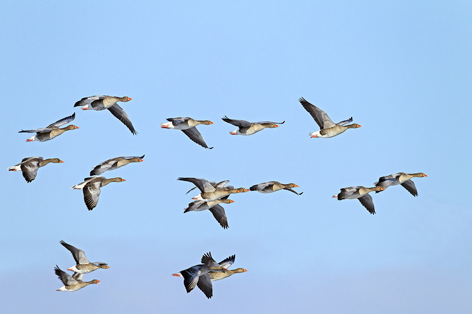 Graugaense sind in der Regel Bodenbrueter  -  (Foto Graugaense Flugfoto), Anser anser, Greylag Goose nests mainly on the ground  -  (Grayleg Goose - Photo Greylag Geese in flight)