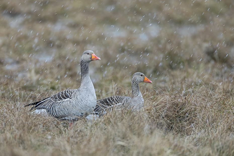 Ein Grauganspaar waehrend eines Schneeschauers an der Nordseekueste, Anser anser, A pair of Greylag Goose during a snow shower on the North Sea coast